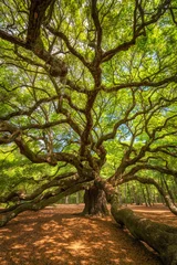 Fotobehang Underneath Angel Oak Tree  © Michael