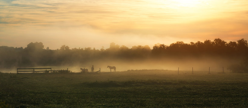 Horses in a foggy field 