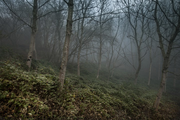 Nebel im Wald