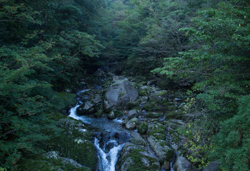 Mountain stream in Moss forest, Shiratani Unsuikyo, Yakushima (Yakushima Island), natural World Heritage Site in Japan