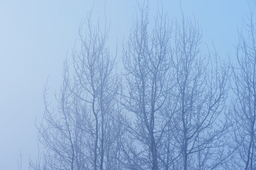 Fototapeta na wymiar The trees in the mysterious mystical mist. Mood, sadness, apathy, and uncertainty. Landscape