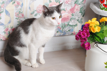 White and gray cat in a vintage interior with flowers in cans