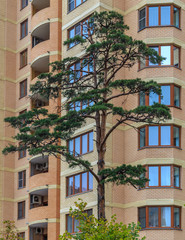 Pine on a background of a multi-storey house