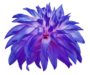 blue  big  flower  on a white isolated background   with clipping path. Side view. Closeup. big shaggy  flower. for design. Dahlia..