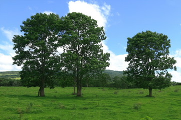 Obraz premium 草原の風景 青空と雲