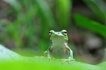シュレーゲルアオガエル