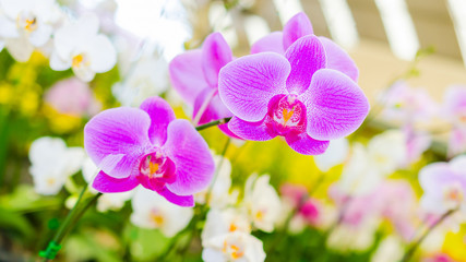 Pink orchid flower on colorfull bokeh background