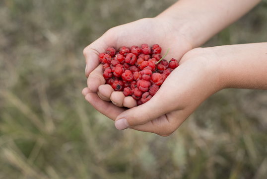 Ephedra berries, source of ephedrine.