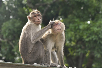 Naklejka na ściany i meble A monkey family gathered on a rock near temple, hampi, india