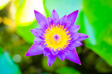 A beautiful purple lotus flower on colorful blur bokeh (selectiv