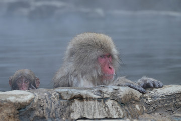 Fototapeta premium 温泉に入る猿 地獄谷