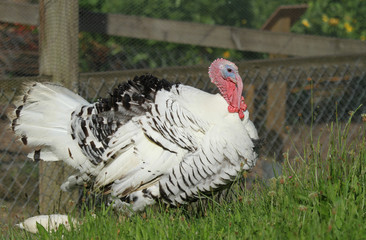 dindon qui fait la roue