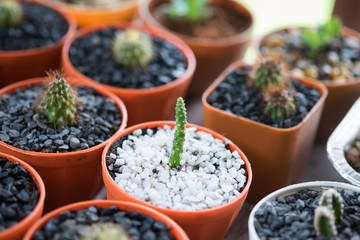 Many small cactus in a flowerpot for background.