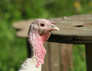 portrait de dindon
