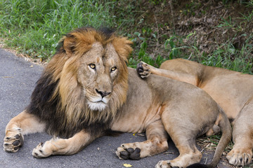 Fototapeta na wymiar Asiatic Lion king from Indian Gir forest resting near a man made national park India road