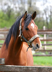 Head shot of a chestnut brown bay stallion in the summer corral