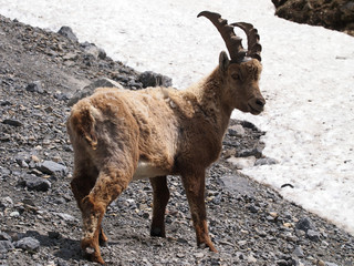 Bouquetin - Jeune mâle