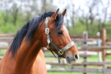 Obraz premium Head shot of beautiful horse