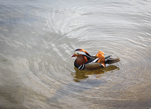 Mandarin Duck In Hyde Park, London, UK