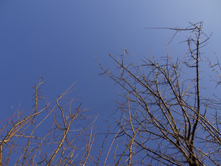 青空中の、梅の木の枝