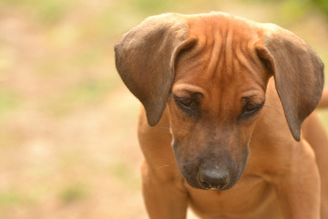 Junger Rhodesian-Ridgeback 