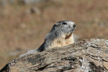 Marmotte
