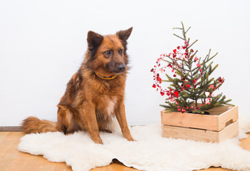 Dog with christmas tree and decoration in studio