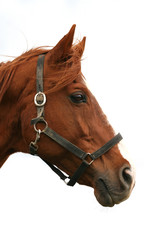 Head shot of a purebred thoroughbred young horse