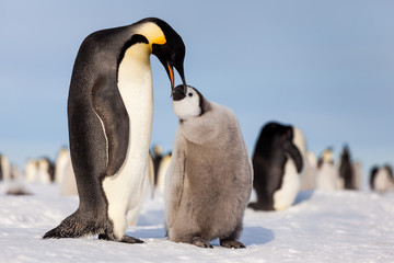 Fototapeta na wymiar Emperor penguin chick requesting food from mommy