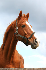 Head shot of a beautiful young stallion. Saddle horse head