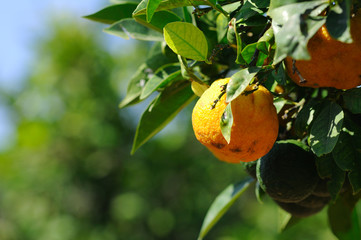 Bitter Orange Tree