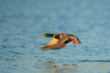 Obraz premium Germano reale (Anas platyrhynchos) maschio in decollo