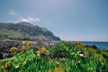 landscape with flowers and mountains