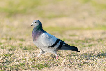 Fototapeta premium Pigeon grey