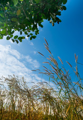 Flower grass  on blue sky background