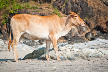 Корова на пляже в Индии, Гоа / Cow on the beach in India, Goa