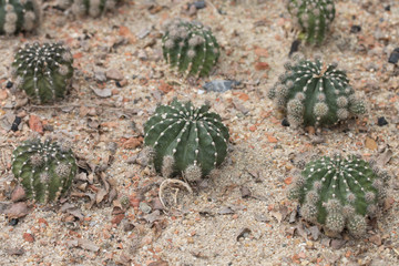 small cactus on the sand.