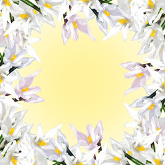 Beautiful floral frame with white crocus 