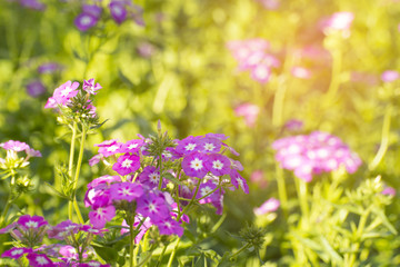 Flowering pink phlox in the garden