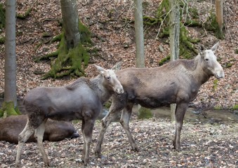 An elk (alces alces) at a german deer park in summer