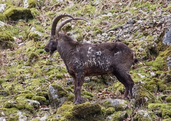 A Goat at a german deer park in summer