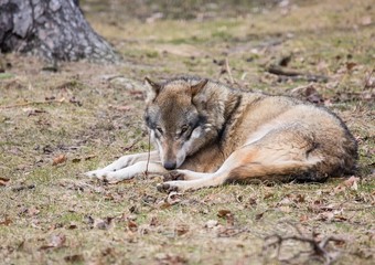 A Wolf (canis lupus) at a german deer park in summer