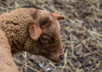 Naklejka premium A Sheep at a german deer park in summer