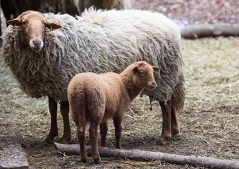 Obraz premium A Sheep at a german deer park in summer