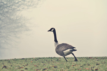 goose