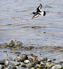 oystercatcher in flight .Norway