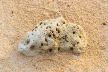 Fossil or stone is on the beach