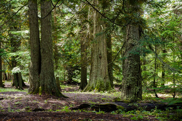 Obraz premium Trail of the Cedars, Glacier National Park, Montana
