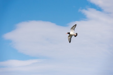oystercatcher in flight .Norway