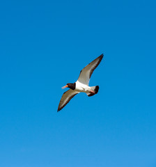 oystercatcher in flight .Norway